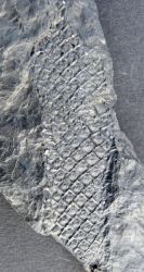 Lepidodendron obovatum